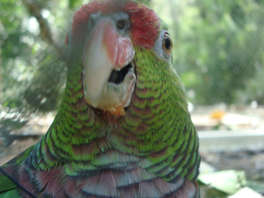 papagaio-de-peito-roxo.JPG